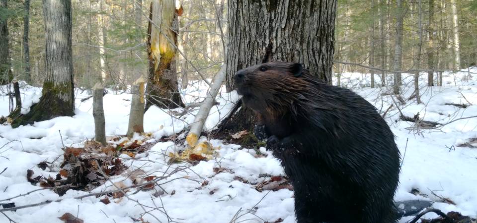 Wildlife 02