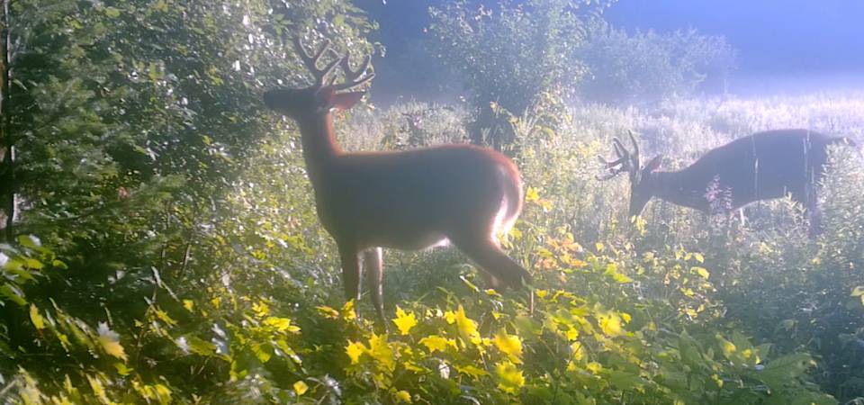 Wildlife 06