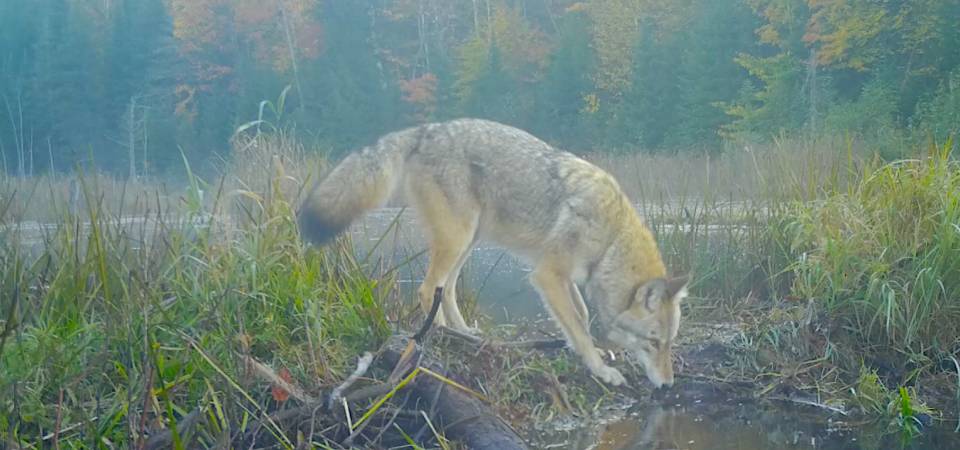 Wildlife 07