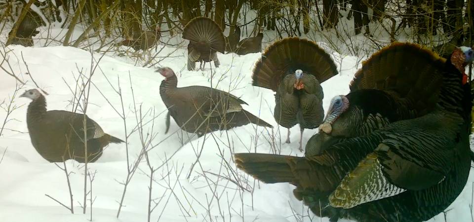 Wildlife 08