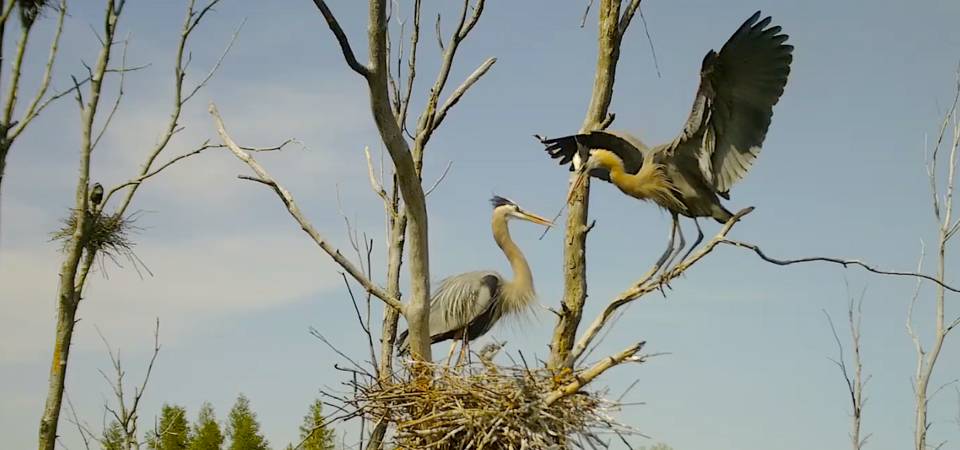 Wildlife 09