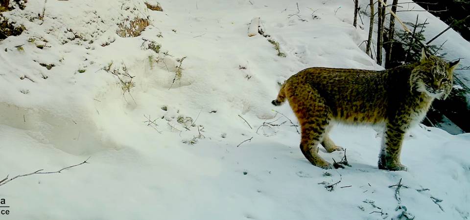 Wildlife 14