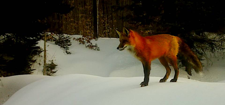 Wildlife 24