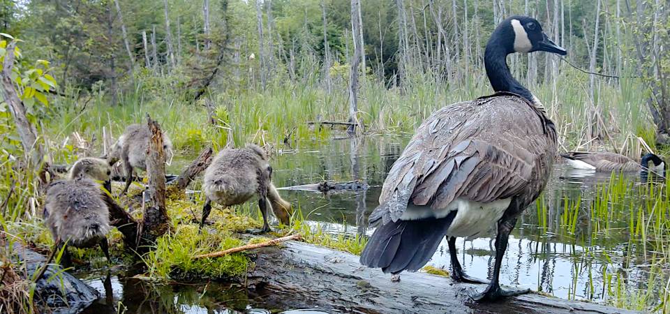 Wildlife 25